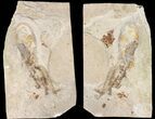 Rare, Fossil Octopus (Keuppia) - Preserved Tentacles & Ink Sac! #162776-2
